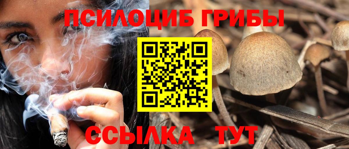 Псилоцибиновые грибы Cubensis Находка